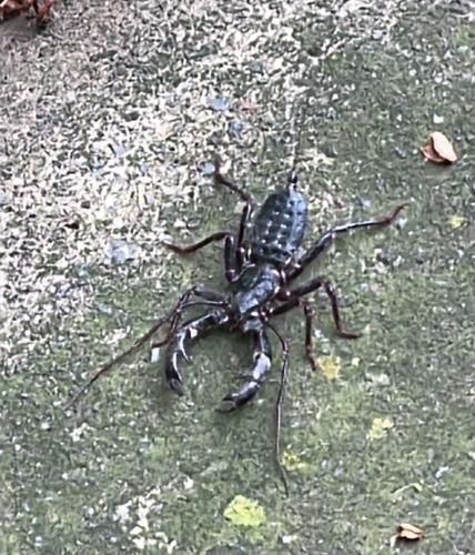 Vinagrillo gigante