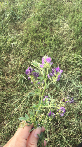 Alfalfa