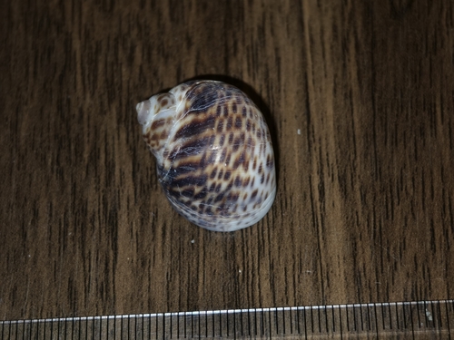 Paratectonatica tigrina observed 2026-08-29