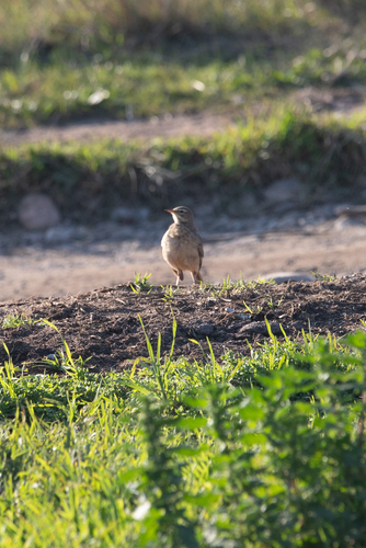 iNaturalist image
