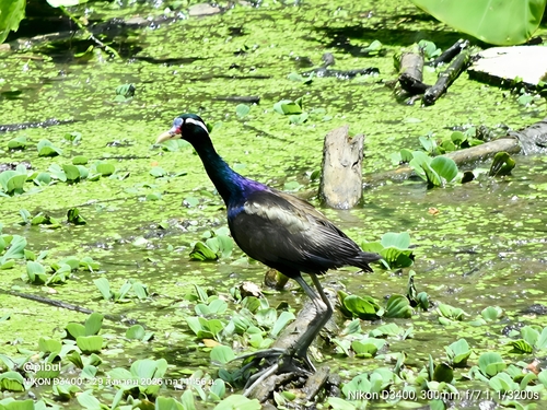 Bronze-winged Jacana