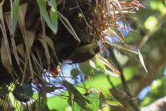 Anabacerthia variegaticeps