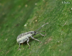 Cyphicerini