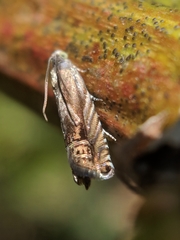 Grapholita eclipsana