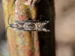 Grapholita eclipsana