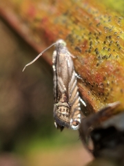 Grapholita eclipsana