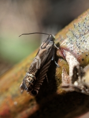 Grapholita eclipsana