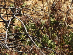 Cistus crispus, photograph (c) Duarte Frade, some rights reserved (CC BY)