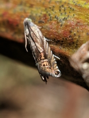Grapholita eclipsana