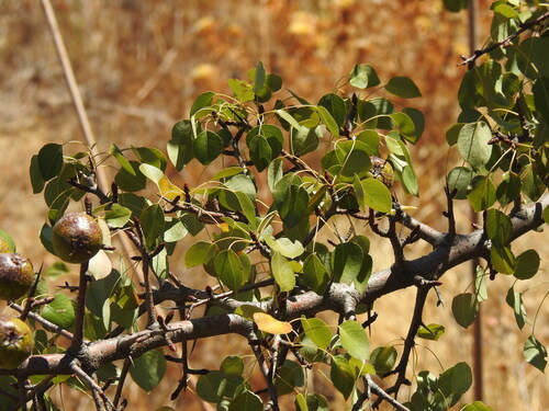 Pyrus bourgaeana, photograph 6
