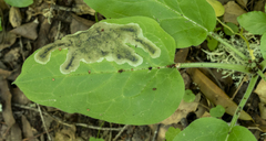 photo of agromyzid mine on a leaf of Adelinia grande