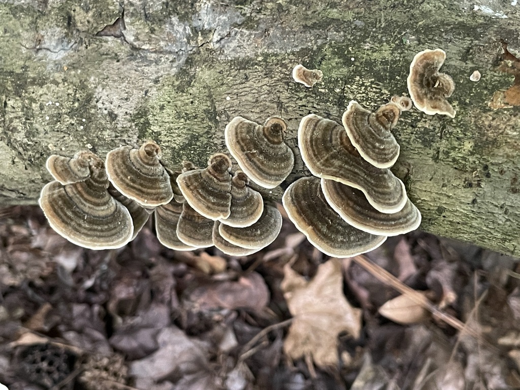 turkey-tail · August 2026 · photo: Photo: (c) Engers, some rights reserved (CC BY) · iNaturalist