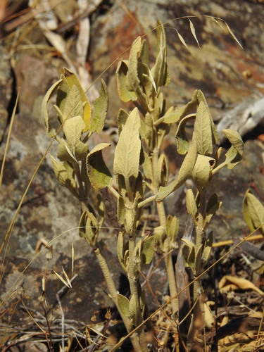 Phlomis purpurea, photograph 1