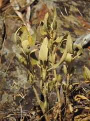 Phlomis purpurea, photograph (c) Duarte Frade, some rights reserved (CC BY)