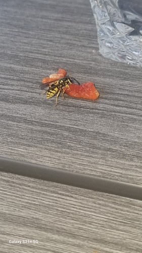 German Yellowjacket