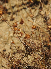 (c) Duarte Frade, some rights reserved (CC BY) Phagnalon saxatile, photograph (c) Duarte Frade, some rights reserved (CC BY)