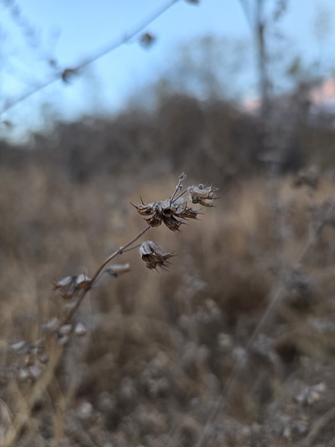 Mesosphaerum suaveolens, photograph 6