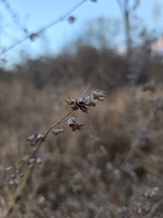 Mesosphaerum suaveolens, photograph (c) sielt, some rights reserved (CC BY)