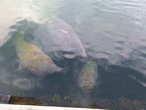 West Indian Manatee observed by anthony_damiani