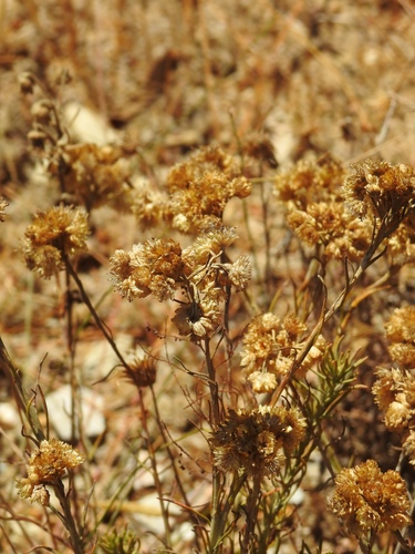 Helichrysum stoechas, photograph 3