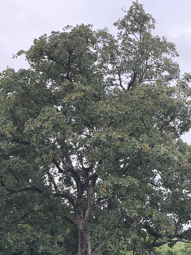 Terminalia bellirica observed 2026-08-29