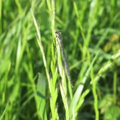 Ischnura posita