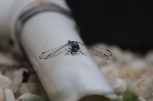 Eastern Pondhawk