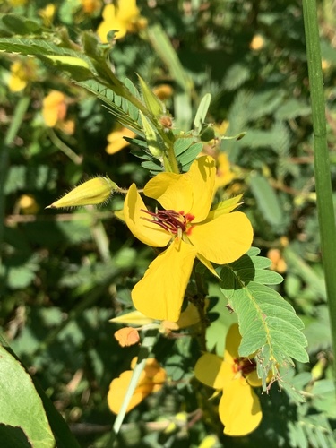 partridge pea