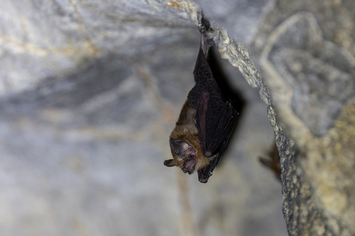 Bumblebee Bat