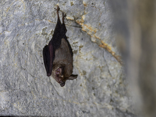 Bumblebee Bat