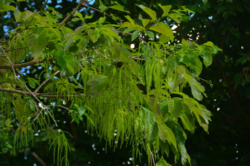 Crypteronia paniculata observed 2018-11-25