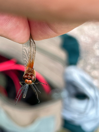 Yellow-winged Darter