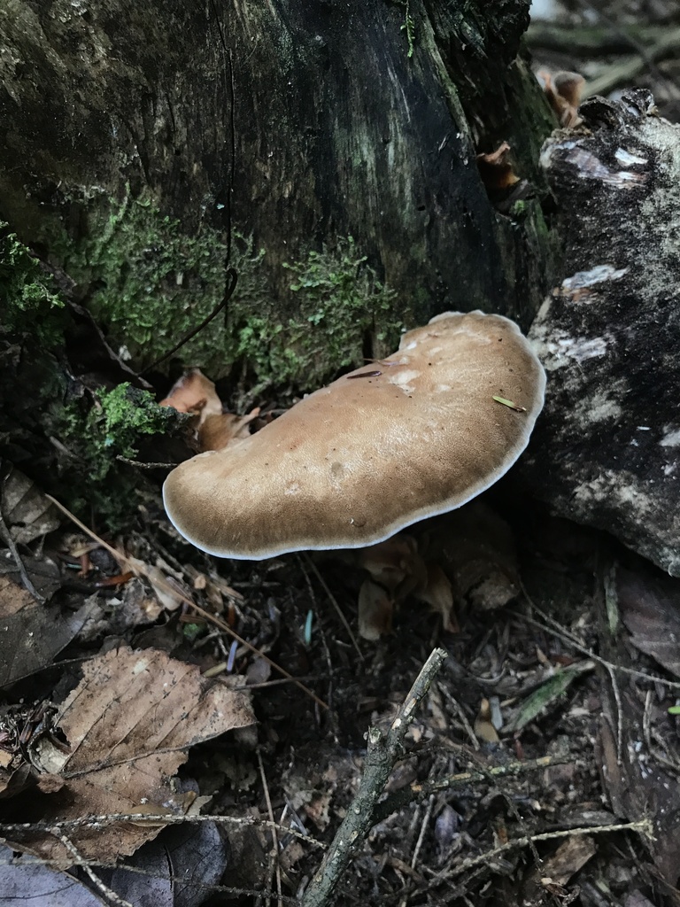 Bitter Iodine Polypore · August 2026 · photo: Photo: (c) Matthew Rozanoff, some rights reserved (CC BY) · iNaturalist