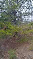 Pinus banksiana image