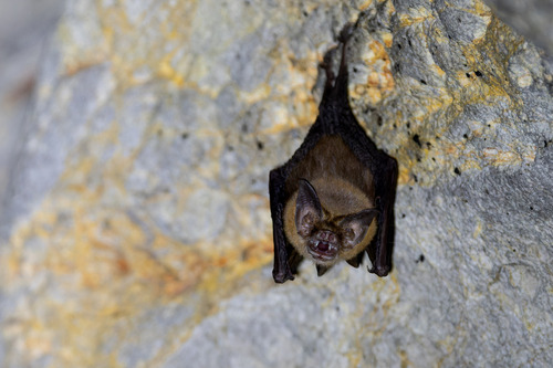 Bumblebee Bat