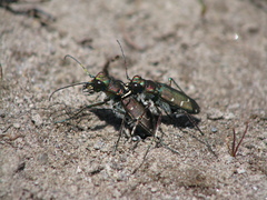 Cicindela depressula