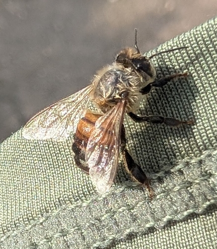 Western Honey Bee
