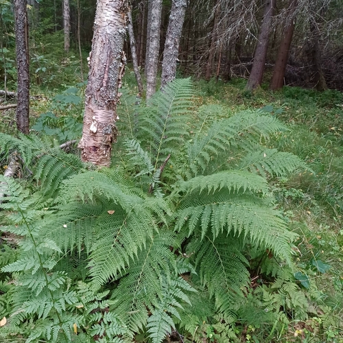 Common Lady Fern