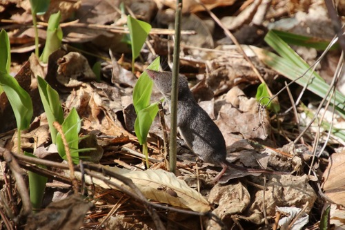 Cinereus Shrew
