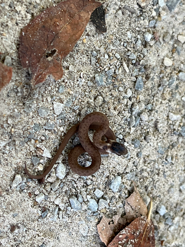 DeKay's Brownsnake