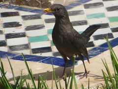Turdus merula mauritanicus