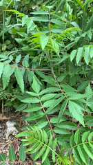 Rhus glabra