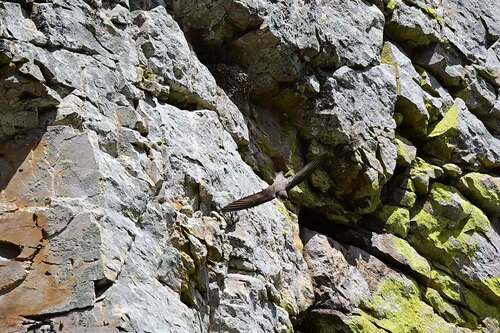 Eurasian Crag-Martin