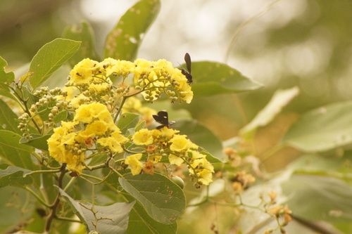 Cordia dentata, photograph 4