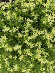 Galium andrewsii