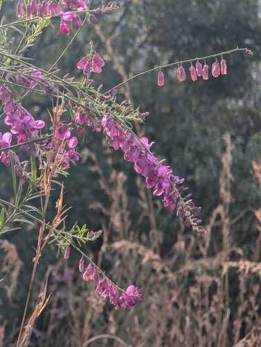 Polygala virgata, photograph 1