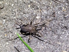 Egaenus convexus