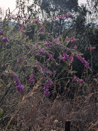 Polygala virgata, photograph 2