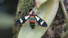 Euchromia folletii
