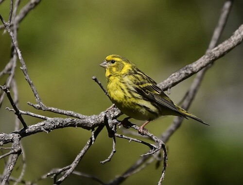 European Serin